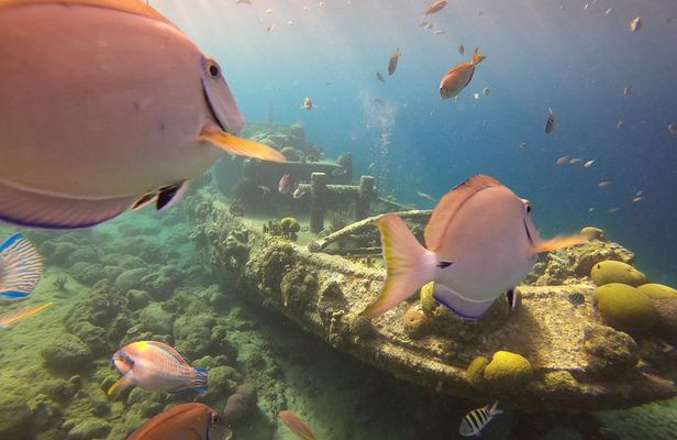 Discover Scuba Dive in Curacao