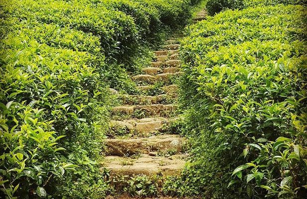 Muslim Friendly Private SriLanka Tour - Halal Meals, Prayer Stops