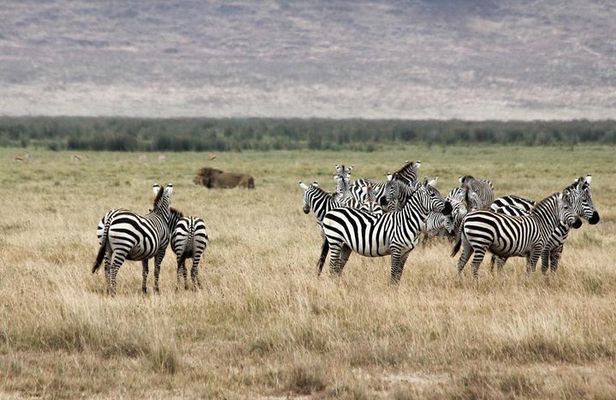Cape Town 2Days Tour-Aquila Safari Robben-IslandGetaway Overnight