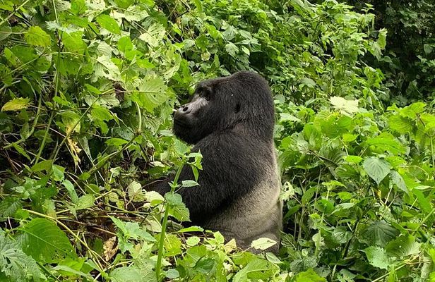 5 Day Gorillas, Wildlife and Kalinzu Forest Chimp Trek