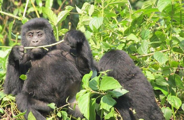 2 Day Gorilla Trekking Safari in Uganda via Kigali