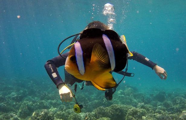 Fun Dives - Guided Dives for Certified Divers