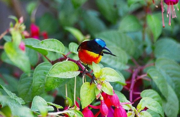 Bird Watching Doi Inthanon