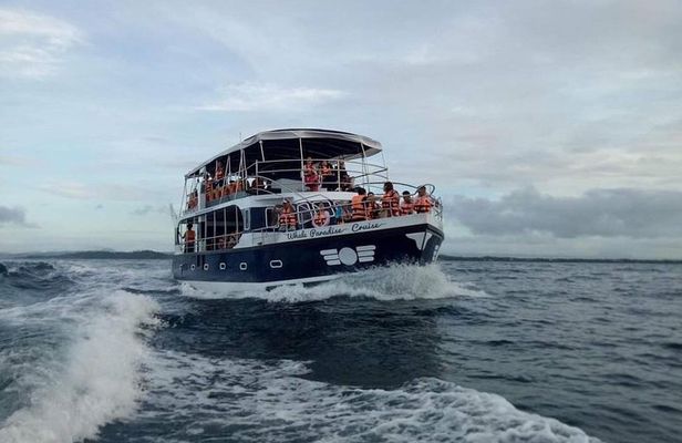 Whale Watching Experience in Mirissa