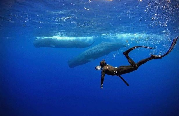 Snorkeling with Whales in Mirissa