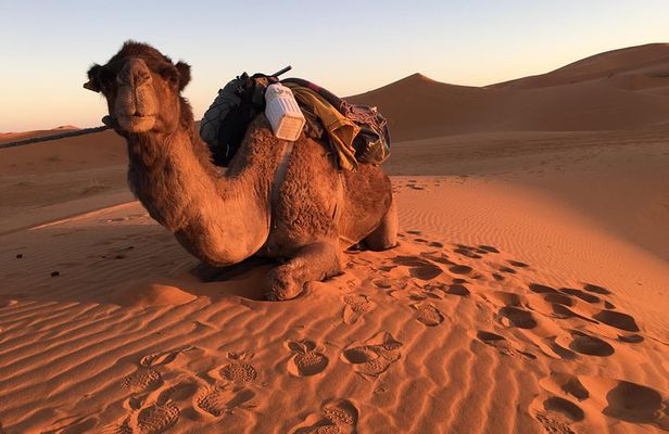 10-Day Chefchaouen to Sahara to Marrakech - Private Group