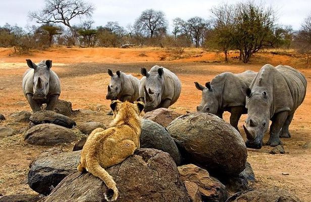 Night Rhino Game Drive and Bush Dinner from Victoria Falls
