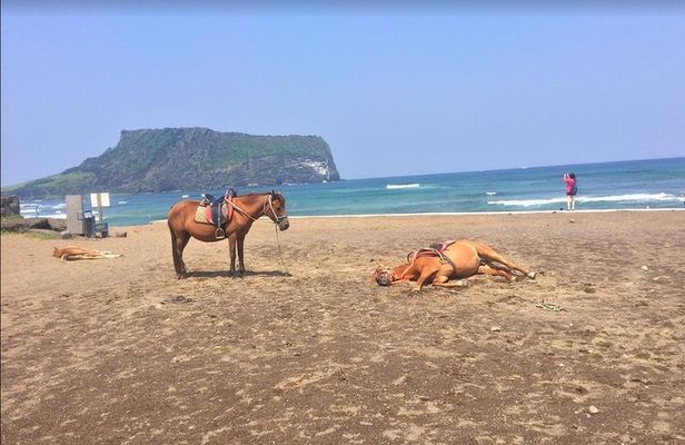 [For Cruise Guests] Jeju UNESCO Day Tour