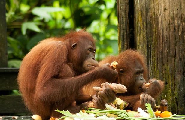Orang Utan Island and Perak Tong Cave From Kuala Lumpur
