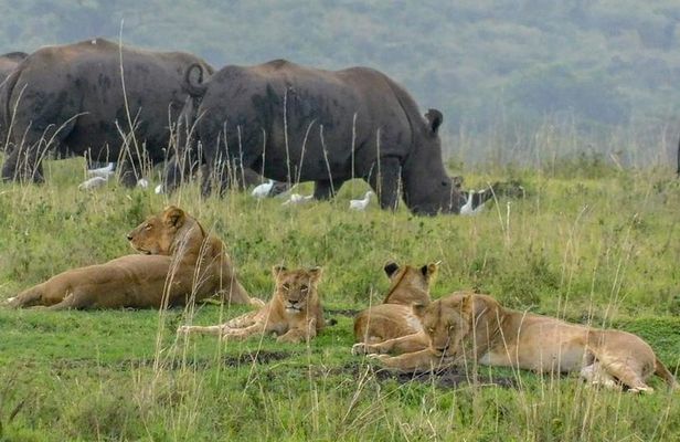 Masai Mara Safari: 2 Days Private Tour from Nairobi