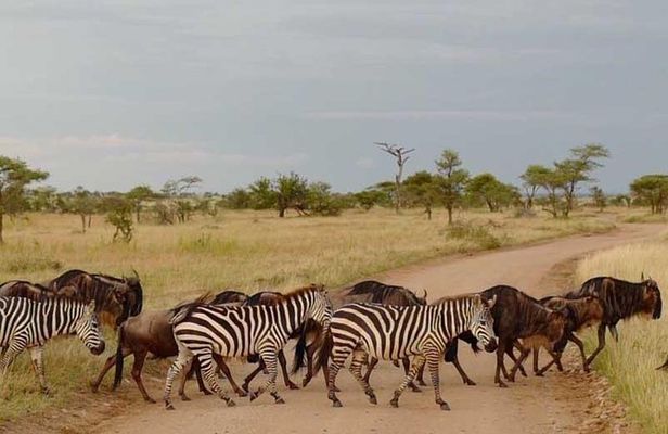 2 Days Africa Safari