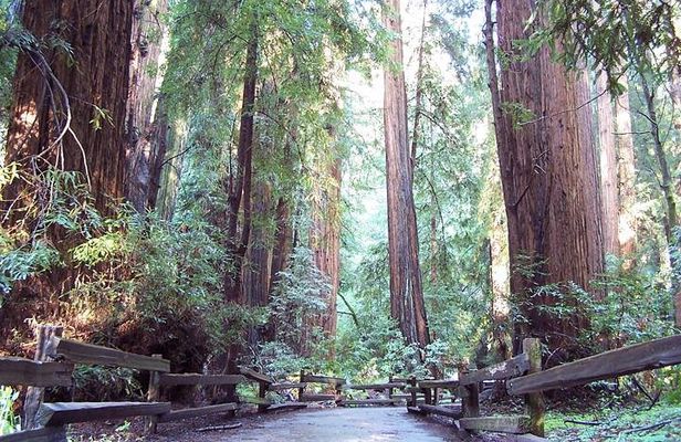 From San Francisco: Guided Tour to Muir Woods Coastal Redwoods