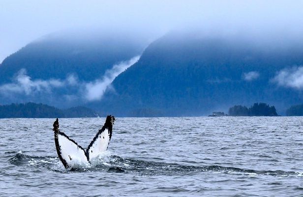 Private Whale Watching and Marine Wildlife Tour