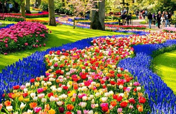 Keukenhof & FlowerFarm Tour From Amsterdam Skip-The-Line tickets