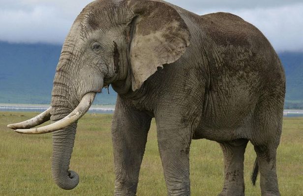 3 Days Tarangire , Ngorongoro Crater & Manyara From Zanzibar