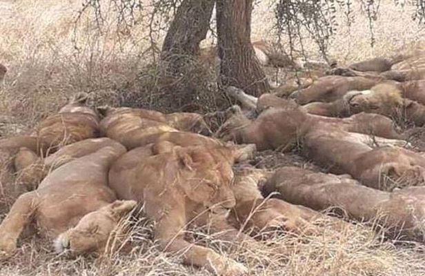 3 Days 2 Nights Safari to Mikumi National Parks by bus transfer