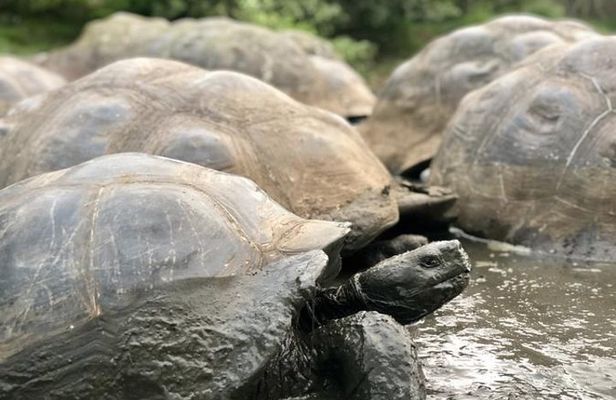 The Galapagos Giant Tortoise Experience | Los Gemelos | Shared