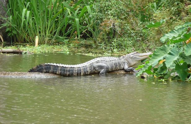 Honey Island Swamp Boat Tour