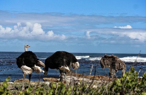 Cape Town: Cape Peninsula Tour