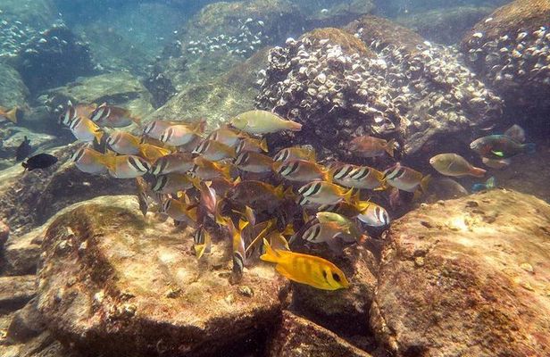 Discover Scuba Diving, try dive for beginners ( Start at Ko Kut)