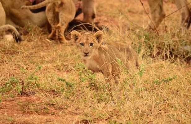 Full Day Lesedi Cultural Village and Mini Safari Tour