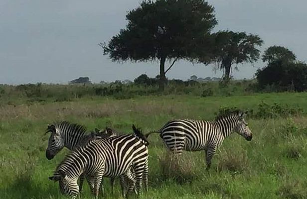 2 Days Selous Game Reserve from Zanzibar