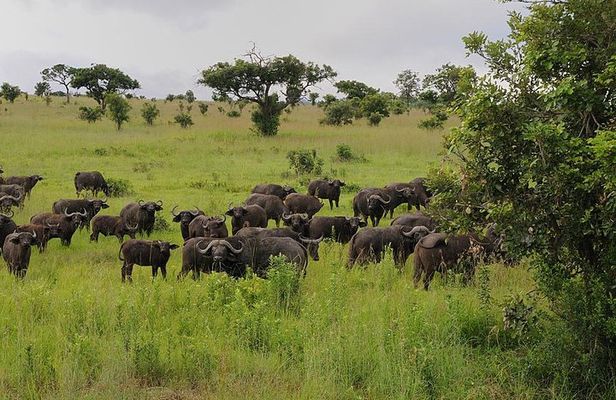 2 Days Saadani National Park From Zanzibar