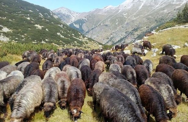 Seeing Unique Bulgarian Breeds of Pets and Privately Tasting Organic Products