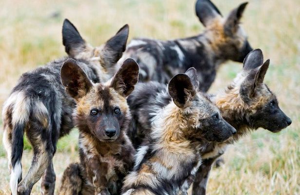 Kruger National Park Half Day Game Drive