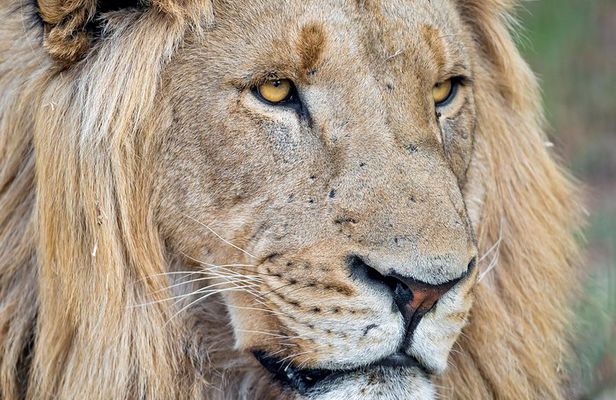 Kruger National Park One Day Safari from Johannesburg