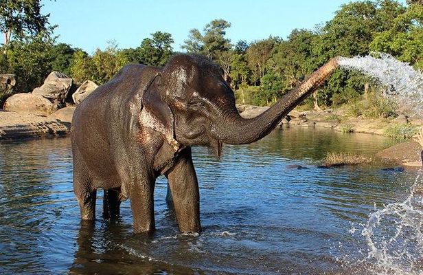 Same Day Tajmahal at Sunrise and SOS wildlife sanctuary tour