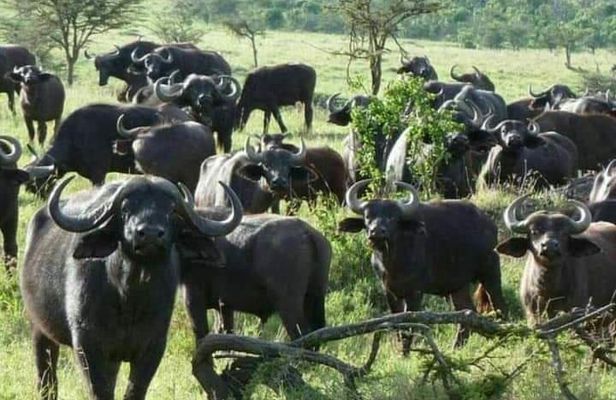 Ngorongoro, Manyara and Tarangire tour