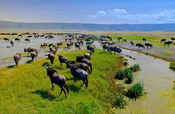 Ngorongoro Crater Exclusive: A Journey into Africa’s Eden