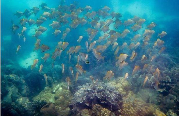 Snorkeling ( start at Ko Kut)
