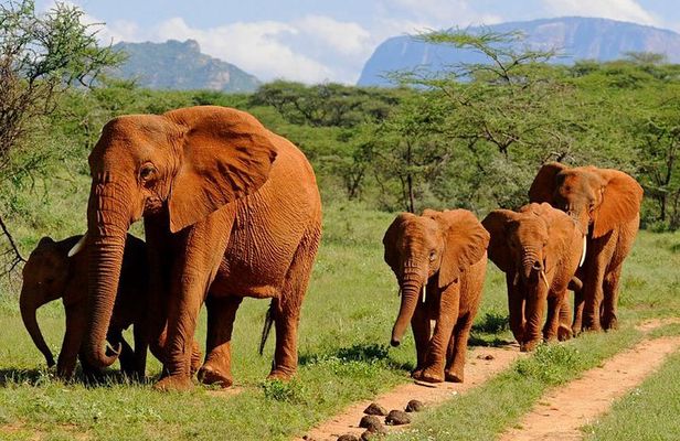 6Days Amboseli, Lake Nakuru and Masai Mara Camping Safari on Jeep