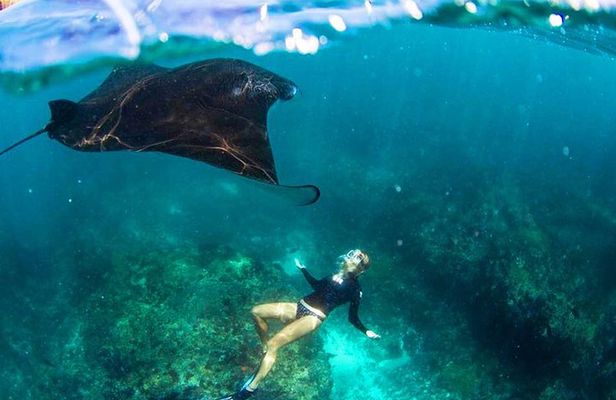 Nusa Penida Snorkeling & Kelingking Tour