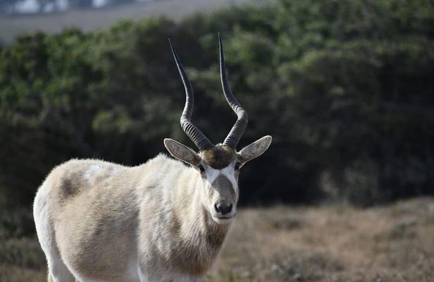 Souss Massa National Park Excursion – Wildlife & Safari Tour