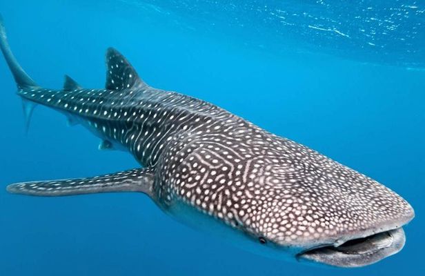 Whale Shark Encounter Experience in Cancun (Snack Lunch included)