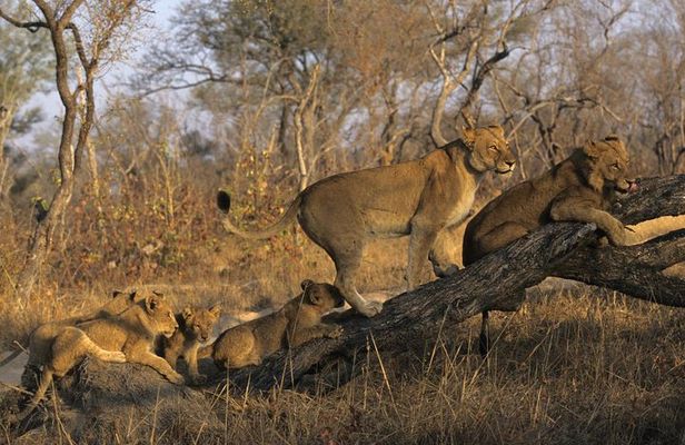 3 Day Kruger National Park and Crocodile River Safari