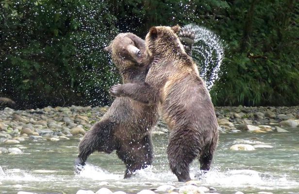 Grizzly Bear Expedition