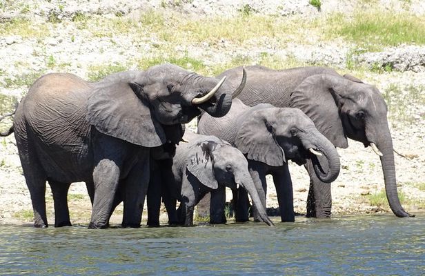 Chobe Safari Experience Day Trip - MINIMUM 4 PEOPLE