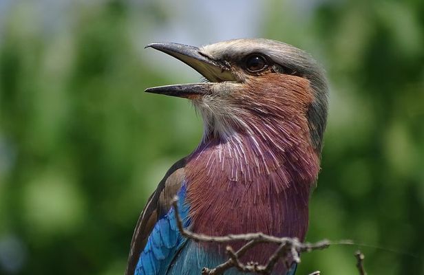 Birding Safari Experience in Livingstone - MINIMUM 2 PEOPLE