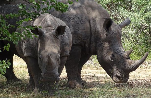 The Wild Rhino Safari Experience up to 1.5 hrs long MIN 2 PEOPLE