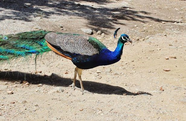The Best of Rhodes & Lindos: Full Island Tour (Small Group)