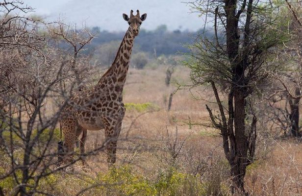 A Day Trip To Saadani National Park From Dar es salaam / Zanzibar