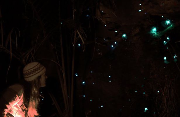 See Auckland's Secret Glow Worms