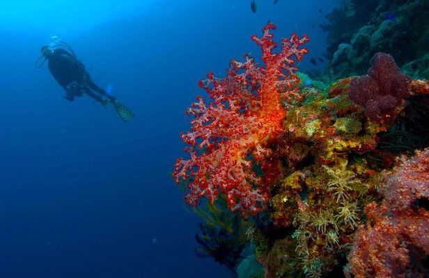 Catalina Island Scuba Diving - Amazing Full Day Tour!