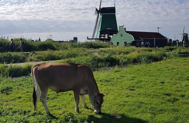 Amsterdam City & Countryside Tour: The Best of both Worlds