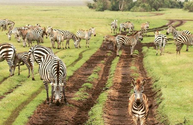 tarangire & ngorongoro 2 days tour