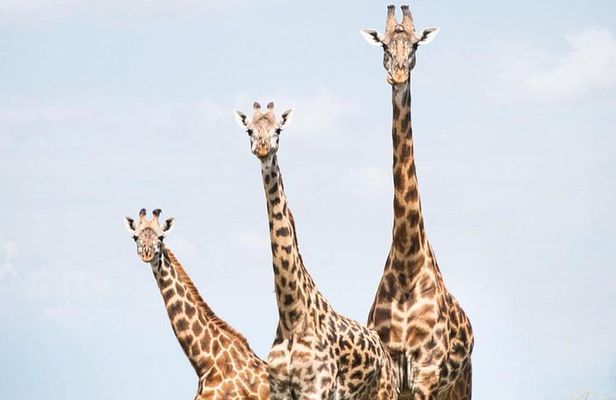 8 days Tanzania Mid range safari